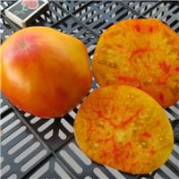 Tomato Plant 'Grandma Viney's Yellow and Pink'