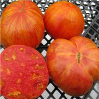 Tomato Plant 'Beauty King'