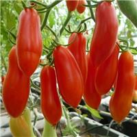 Tomato Plant 'Red Banana'