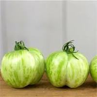 Tomato Plant 'Green Bell Pepper'