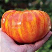 Tomato Plant 'Big Rainbow'