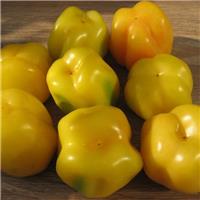 Tomato Plant 'Yellow Cavern'