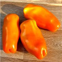 Tomato Plant 'Eros'