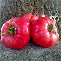 Tomato Plant 'Rosa de Perales'