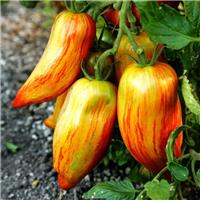 Tomato Plant 'Roman Striped'