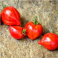 Tomato Plant 'Crushed Heart'