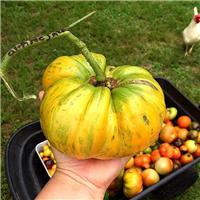 Tomato Plant 'Orange Jazz'