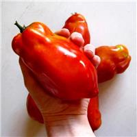 Tomato Plant 'Jersey Giant'