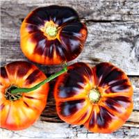 Tomato Plant 'Afternoon Delight'
