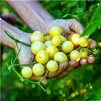 Tomato Plant 'Napa Chardonnay'