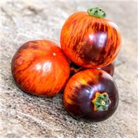 Tomato Plant 'Antho Striped Dwarf'