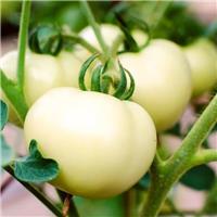 Tomato Plant 'Godsent'
