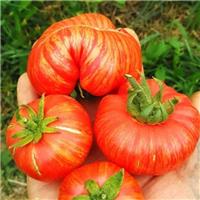 Tomato Plant 'Vintage Wine'