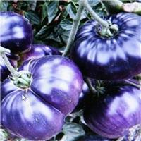 Tomato Plant 'Purple Marvel'