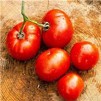 Tomato Plant 'Red Rooster'