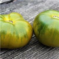 Tomato Plant 'Absinthe'