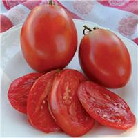 Tomato Plant 'Amish Paste'