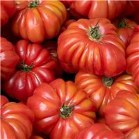 Tomato Plant 'Costoluto Genovese sel Valente'