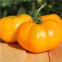 Tomato Plant 'Kellogg's Breakfast'