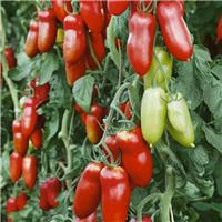 Tomato Plant 'Nectar'