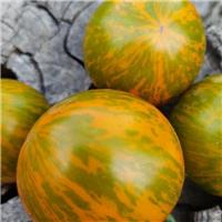Tomato Plant 'Cote D'zebra'