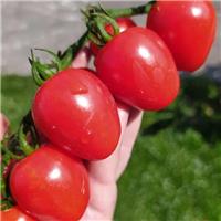 Tomato Plant Gardener's Sweetheart'