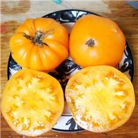 Tomato Plant 'Hawaiian Pineapple'