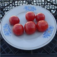 Tomato Plant 'Cherriots of Fire'