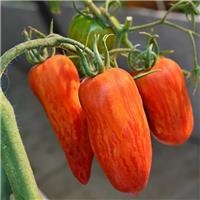 Tomato Plant 'Spark Flame'