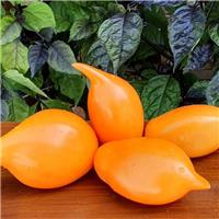 Tomato Plant 'Pinocchio'
