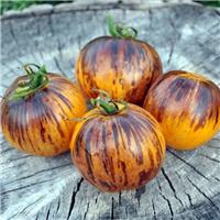 Tomato Plant 'Ussuri Tiger'