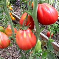 Tomato Plant 'Red Figs'