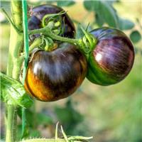 Tomato Plant 'Cosmic Eclipse'