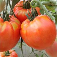 Tomato Plant 'King Kong'
