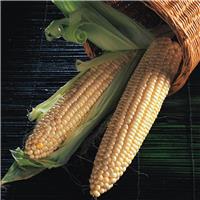 Sweetcorn Plant Northern Extra Sweet