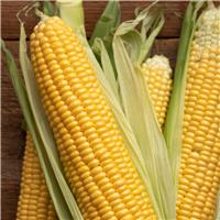 Sweetcorn Plant Incredible