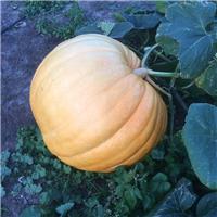 Pumpkin Plant Atlantic Giant - XXXL Elite Giant Strain