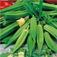 Okra Plant Clemson Spineless
