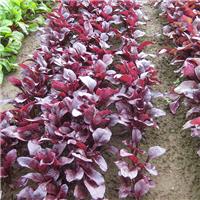 Beta Vulgaris Bulls Blood Scarletta