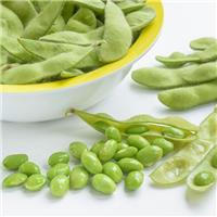 Edamame Plant Green Shell