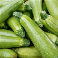 Courgette Plant Genovese