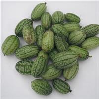 Cucamelon Melothria Scabra