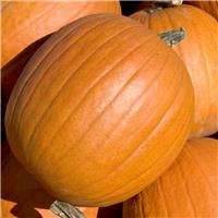 Pumpkin Plant 'Mammoth Gold'
