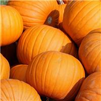 Pumpkin Plant 'Jack O'Lantern'