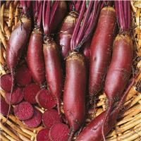 Beetroot Plant 'Cylindra'