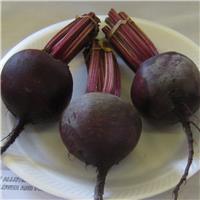 Beetroot Plant 'Red Ace F1'