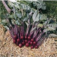 Beetroot Plant 'Pablo F1'