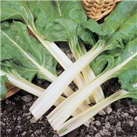 Beet Plant - Leaf Swiss Chard