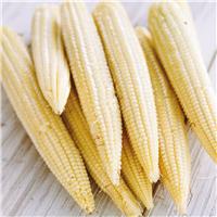 Sweetcorn Plant 'Snowbaby F1'