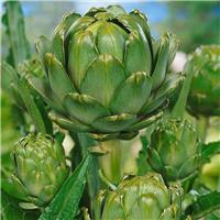 Artichoke Green Globe